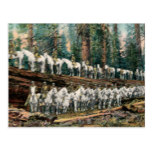 Cavalry Troop on Redwood Tree Vintage Postcard