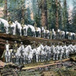 Cavalry Troop shown standing on Redwood Tree