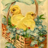 Baby Chicks in an Easter Basket Vintage Postcard