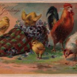 Easter Chicken Family Vintage Postcard