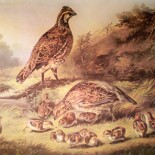 Currier and Ives Lithograph - The Cares of a Family