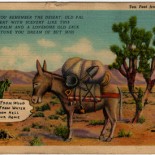 Very Funny vintage Arizona Desert Postcard