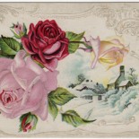 WinterRoses