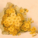 Vintage Postcard of a Spray of Yellow Flowers