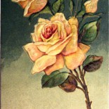 Vintage Yellow Roses Valentine's Day Postcard