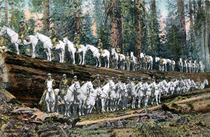 Cavalry Troop shown standing on Redwood Tree