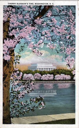 Vintage Postcard of the Cherry Blossoms in Washington DC