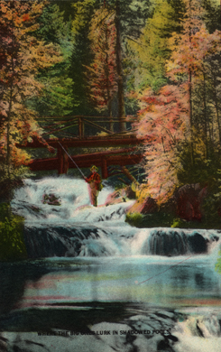 Vintage Postcard of a Fisherman in a Black Hills Stream