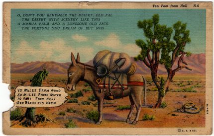 Very Funny vintage Arizona Desert Postcard